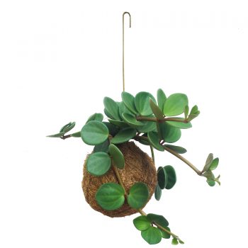 Succulent planteplanet
