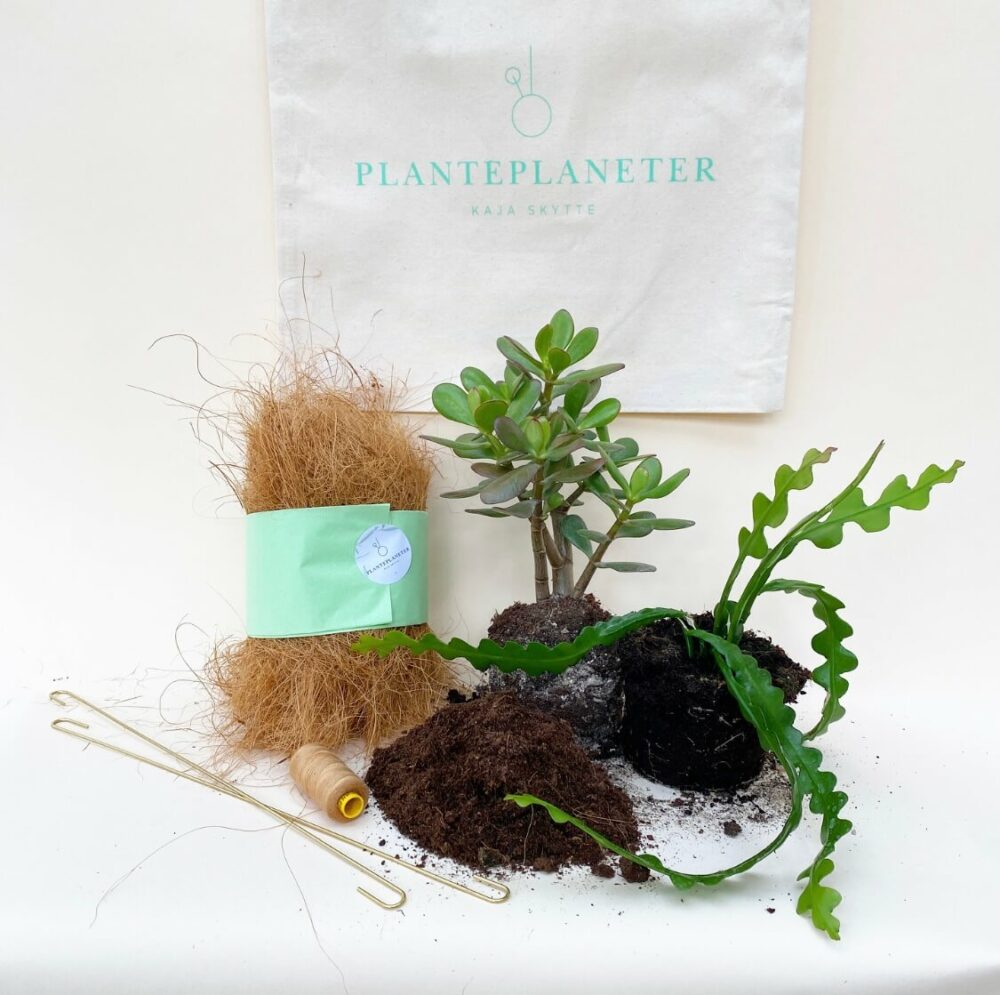 Planteplanet Plante plants kit diy do it yourself mix