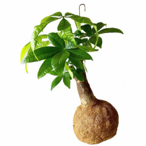 kokadama-planteplaneter