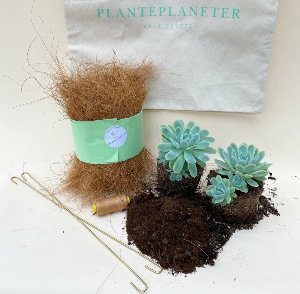 Planteplanet Plante plants kit diy do it yourself echiveria