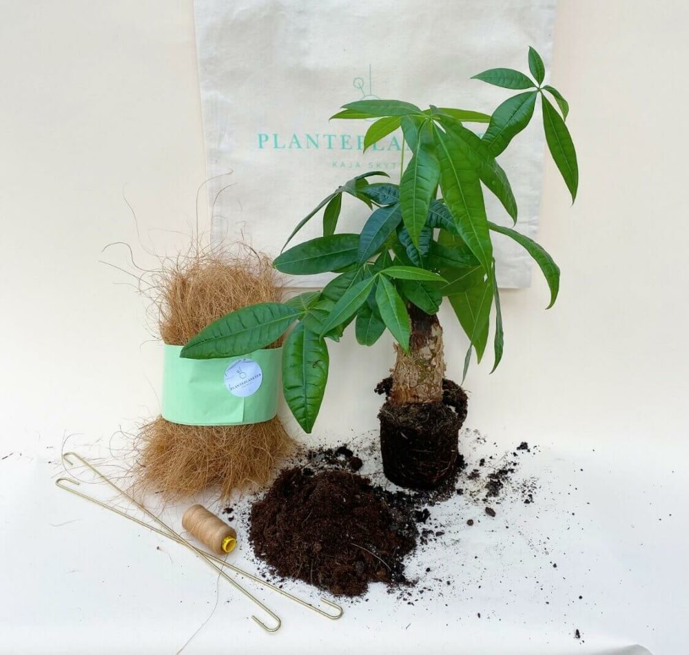Planteplanet Plante plants kit diy do it yourself Pachira Trunk