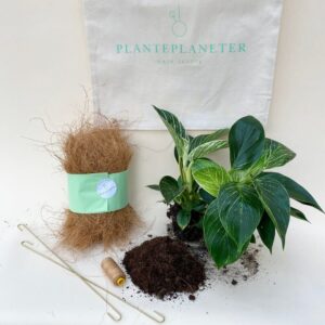 Planteplanet Plante plants kit diy do it yourself Philodendron Birkin