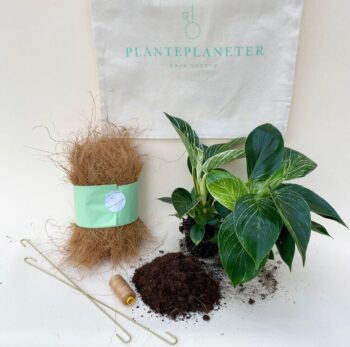 Planteplanet Plante plants kit diy do it yourself Philodendron Birkin